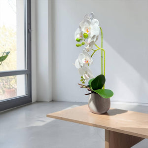 Orquidea Blanca ROCÍO