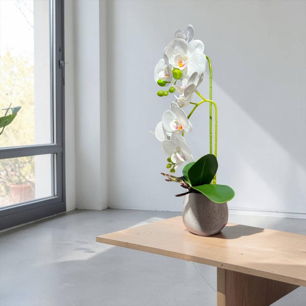 Orquidea Blanca ROCÍO