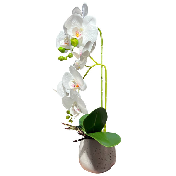 Orquidea Blanca ROCÍO