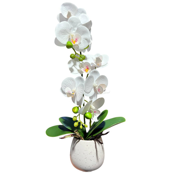 Orquidea Blanca ROCÍO