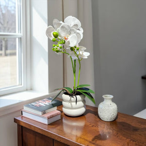Orquidea Blanca SOL