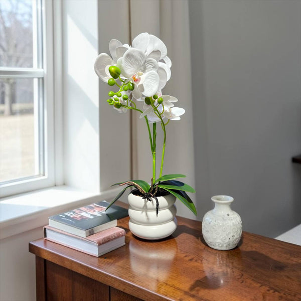 Orquidea Blanca SOL