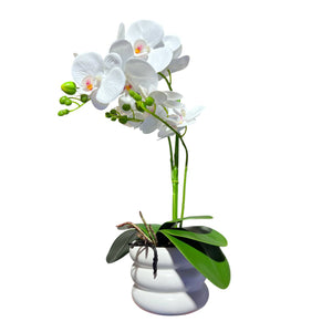 Orquidea Blanca SOL