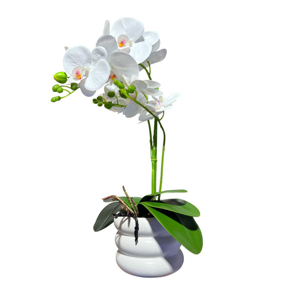 Orquidea Blanca SOL