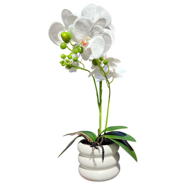 Orquidea Blanca SOL