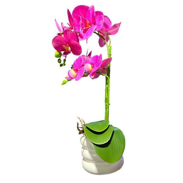 Orquidea FUCSIA SOL