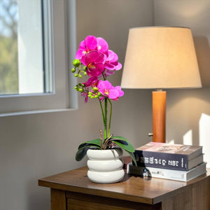Orquidea FUCSIA SOL