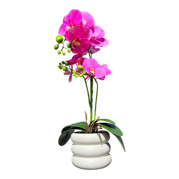 Orquidea FUCSIA SOL