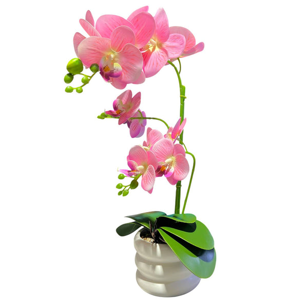 Orquidea Rosada SOL