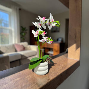 Orquidea Blanca Morada SOL