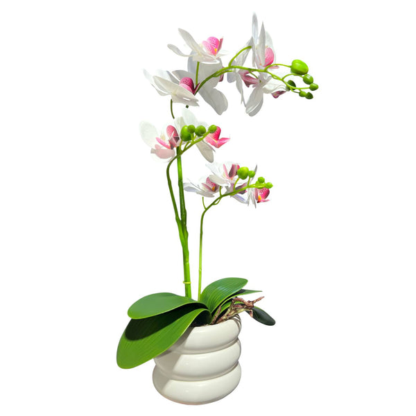 Orquidea Blanca Morada SOL