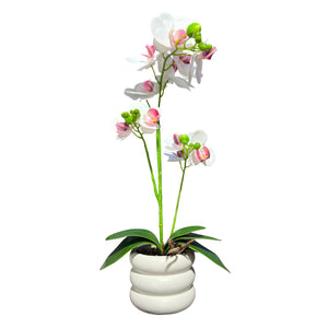 Orquidea Blanca Morada SOL