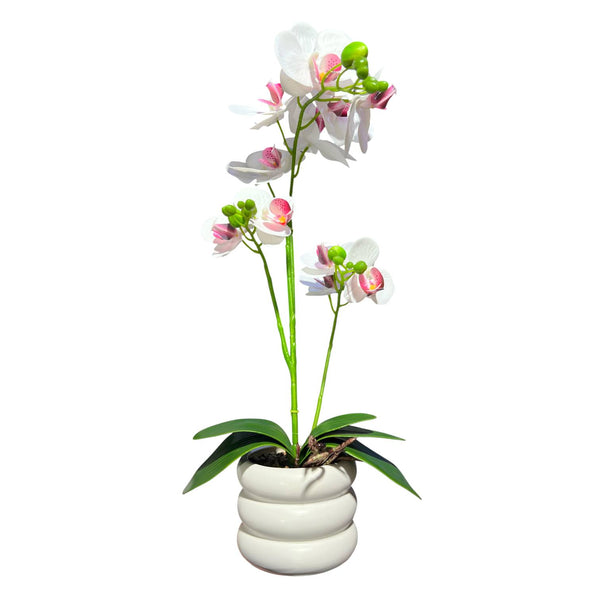 Orquidea Blanca Morada SOL