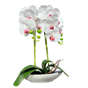 Orquidea Blanca Morada ESTRELLA