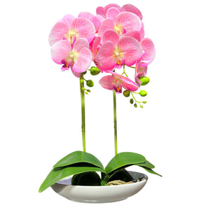 Orquidea Rosada ESTRELLA