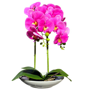 Orquidea Fucsia ESTRELLA