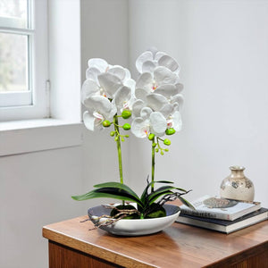 Orquidea Blanca ESTRELLA