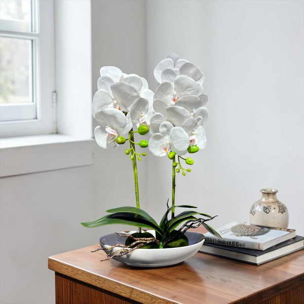 Orquidea Blanca ESTRELLA