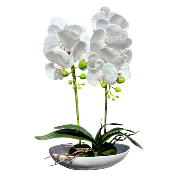 Orquidea Blanca ESTRELLA