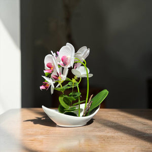 Orquidea Blanca Morada CORAL