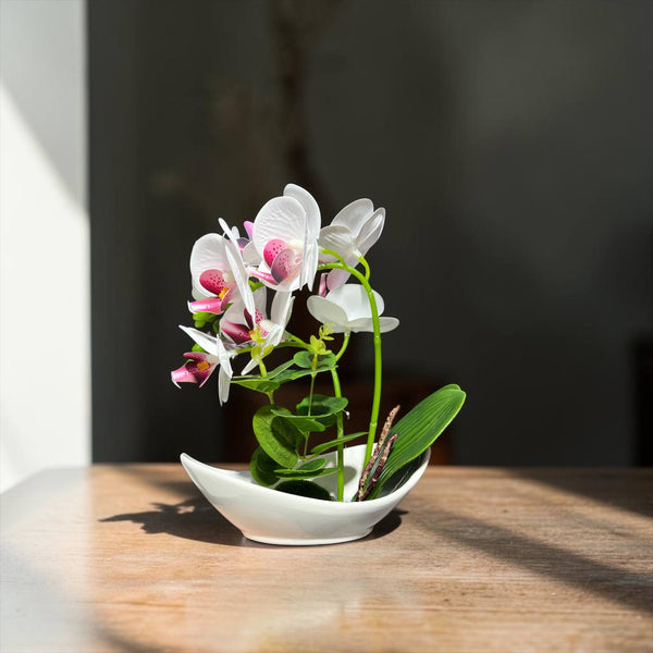 Orquidea Blanca Morada CORAL