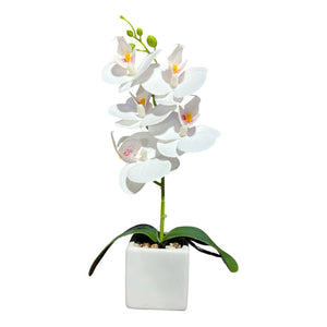 Orquidea Blanca NUBE