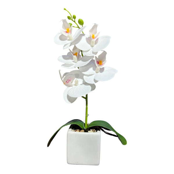 Orquidea Blanca NUBE