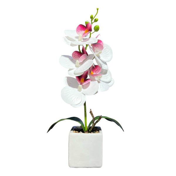 Orquidea Blanca Morada NUBE
