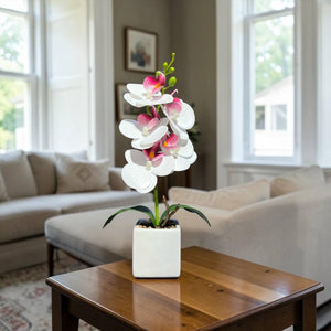 Orquidea Blanca Morada NUBE