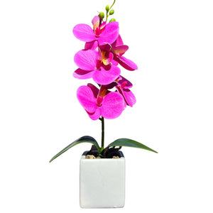 Orquidea Fucsia NUBE