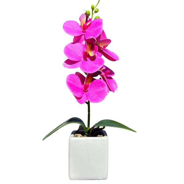 Orquidea Fucsia NUBE