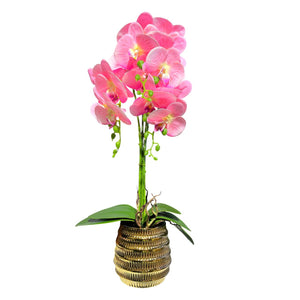 Orquidea Rosada BOSQUE