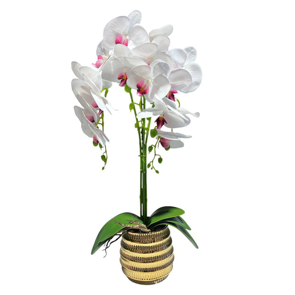 Orquidea Blanca Morada BOSQUE