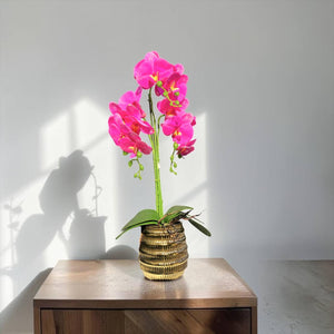 Orquidea Fucsia BOSQUE
