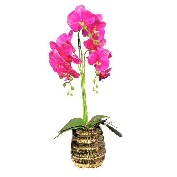 Orquidea Fucsia BOSQUE