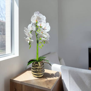 Orquidea Blanca BOSQUE