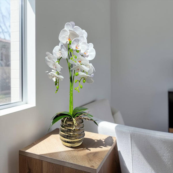 Orquidea Blanca BOSQUE
