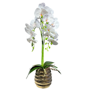 Orquidea Blanca BOSQUE