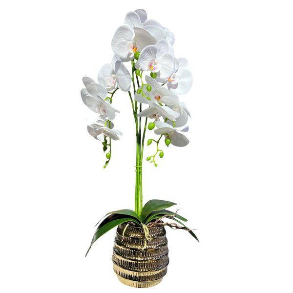 Orquidea Blanca BOSQUE