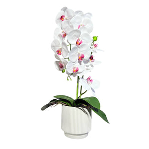 Orquidea Blanca Morada RIO