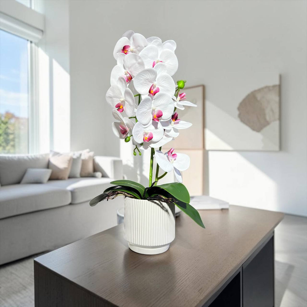 Orquidea Blanca Morada RIO