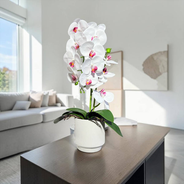 Orquidea Blanca Morada RIO