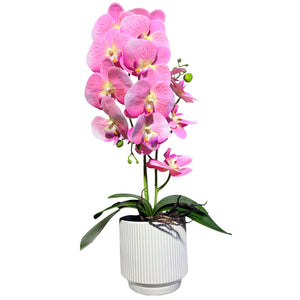 Orquidea Rosada RIO