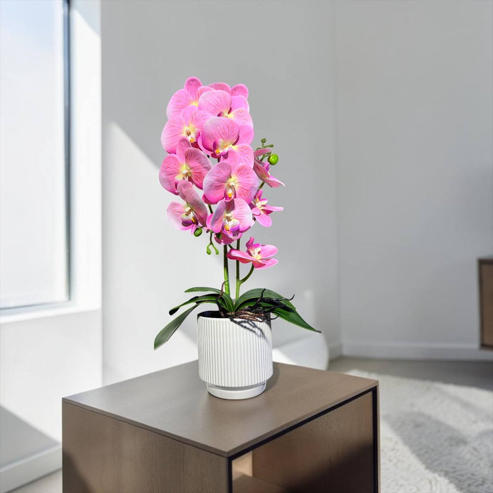 Orquidea Rosada RIO