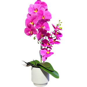Orquidea Fucsia RIO
