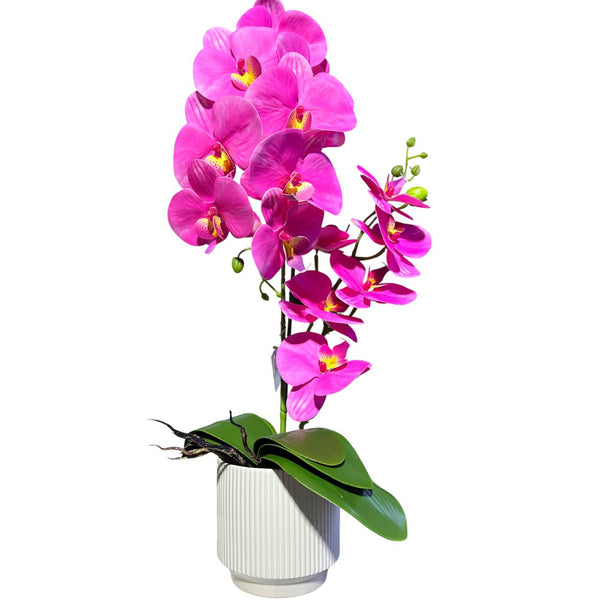 Orquidea Fucsia RIO