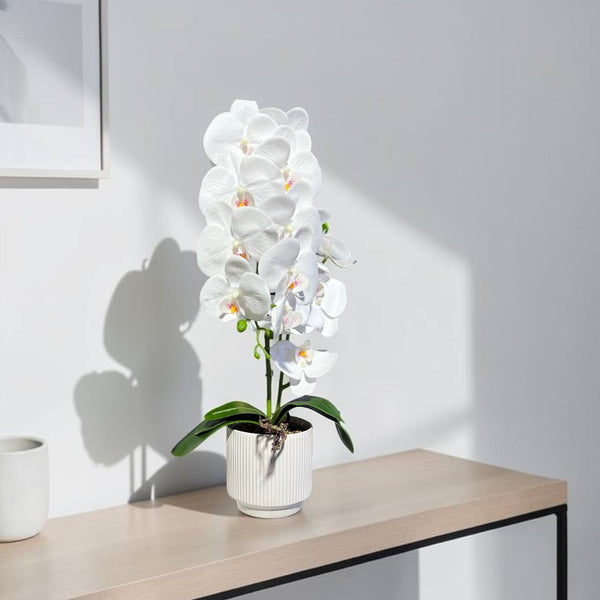 Orquidea Blanca RIO
