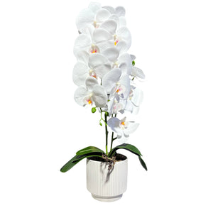 Orquidea Blanca RIO