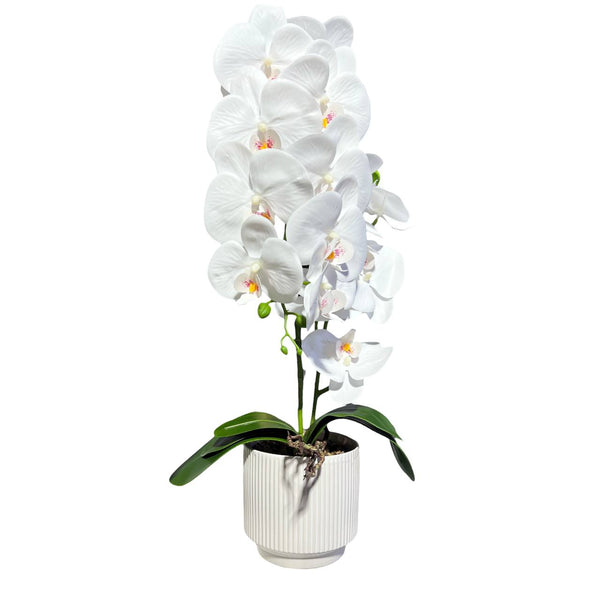 Orquidea Blanca RIO