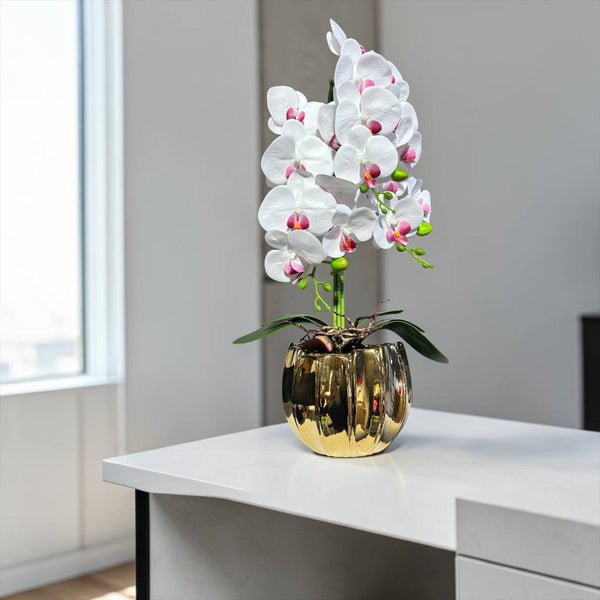 Orquidea Blanca Morada ARENA